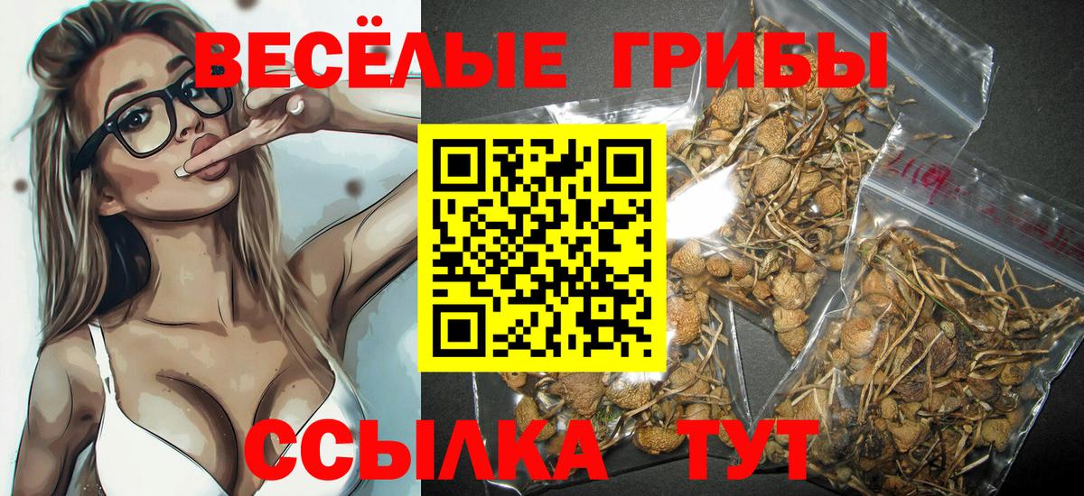 Псилоцибиновые грибы Psilocybe Унеча